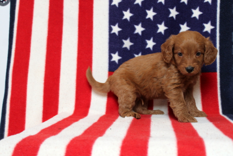 puppy, for, sale, Mini Goldendoodle F1, Matthew B. Stoltzfus, dog, breeder, Gap, PA, dog-breeder, puppy-for-sale, forsale, nearby, find, puppyfind, locator, puppylocator, aca